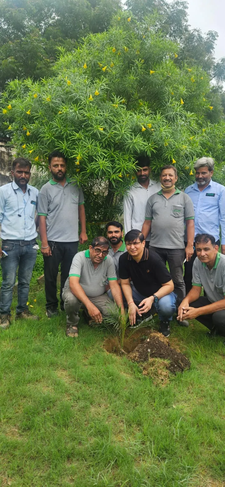 Tree plantation 3
