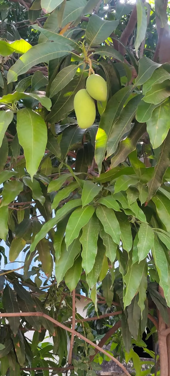 Garden 3