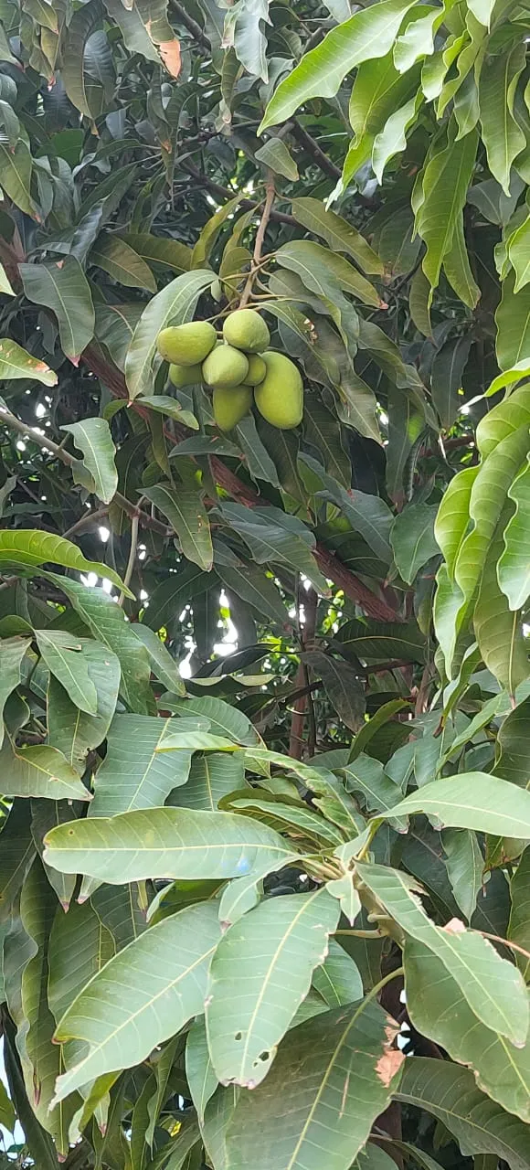 Garden 4
