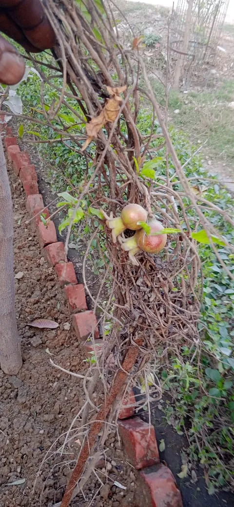 Garden 6